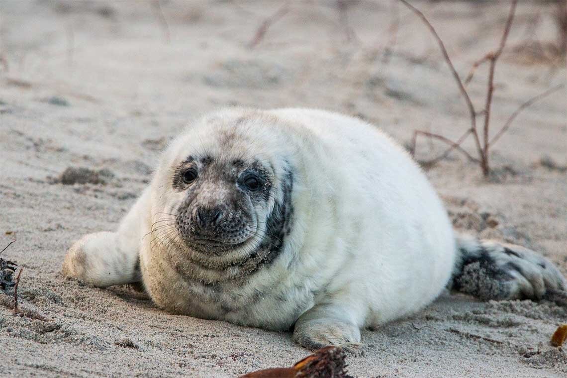 Kegelrobbe Baby