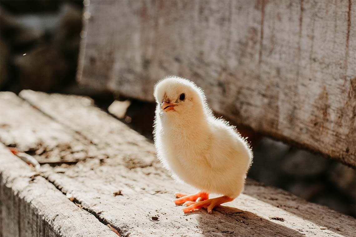 Neues Tierschutzgesetz: Ab 2022 kein Kükenschreddern mehr