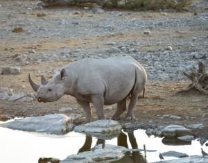 Weniger Wilderei in Namibia