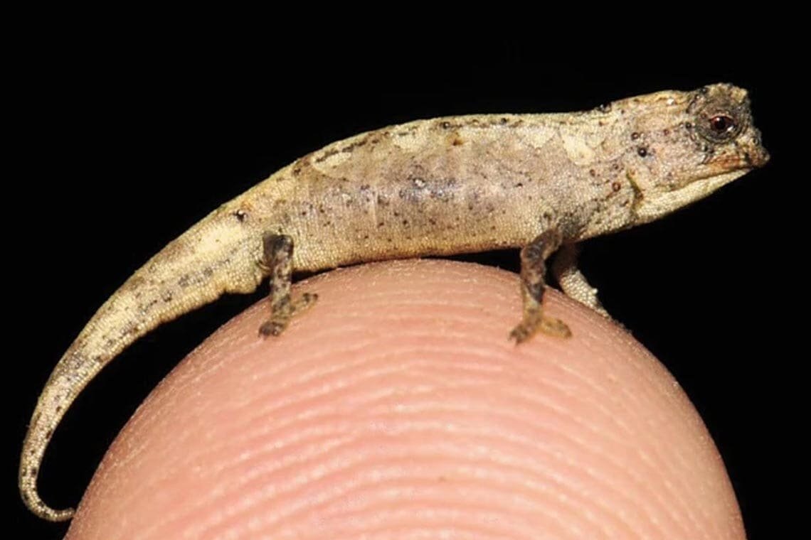 Das kleinste Reptil der Welt