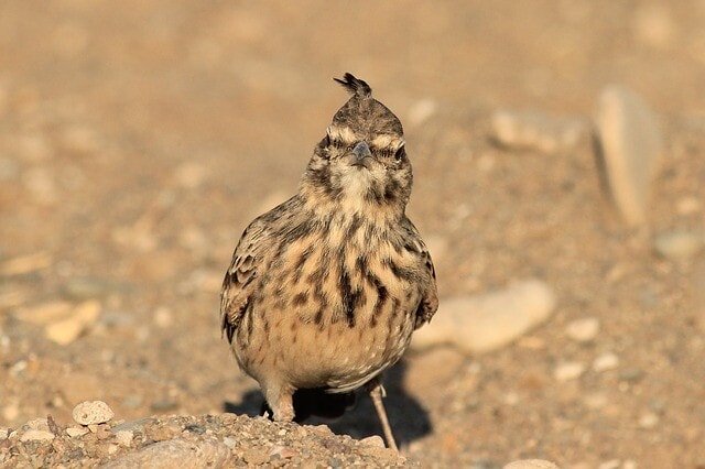 bird 1908392 640