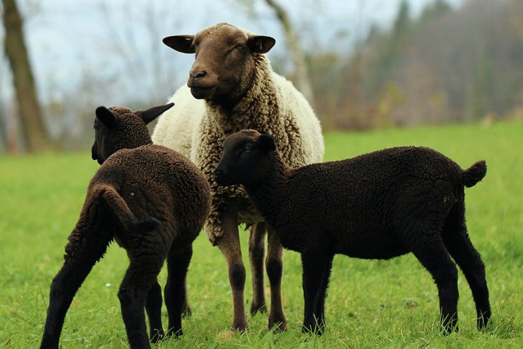 Nordwolle: Eine Schafsmutter mit weißer Wolle und zwei schwarzen Lämmchen auf einer Wiese.