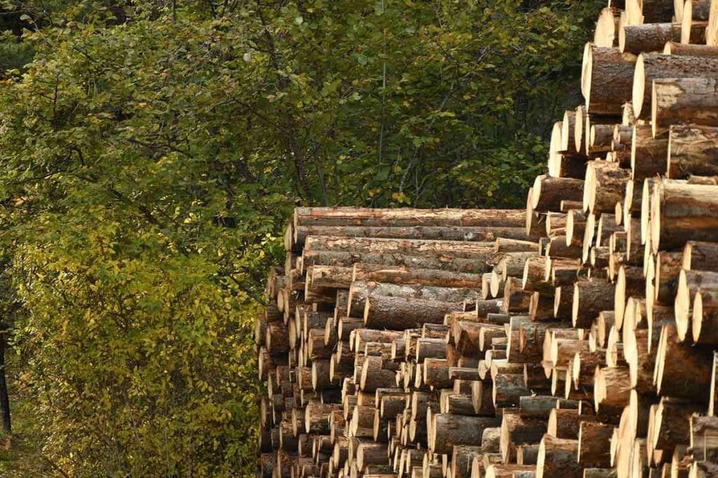 Stapel von Holzstämmen im Wald
