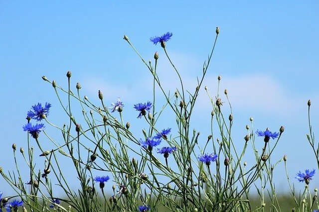 cornflowers 3432162 640