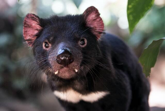 Tasmanische Teufel in Australien