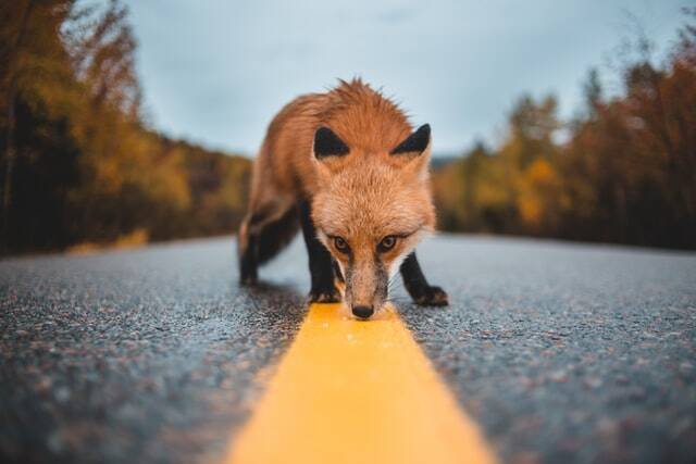 Fuchs schnuppert