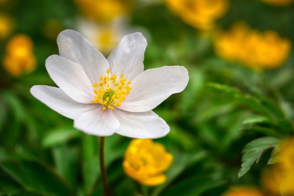 flower 6173483 1280