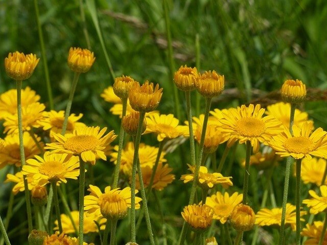 flowers 167389 640