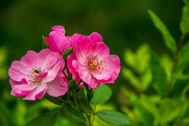 flowers 526543 640