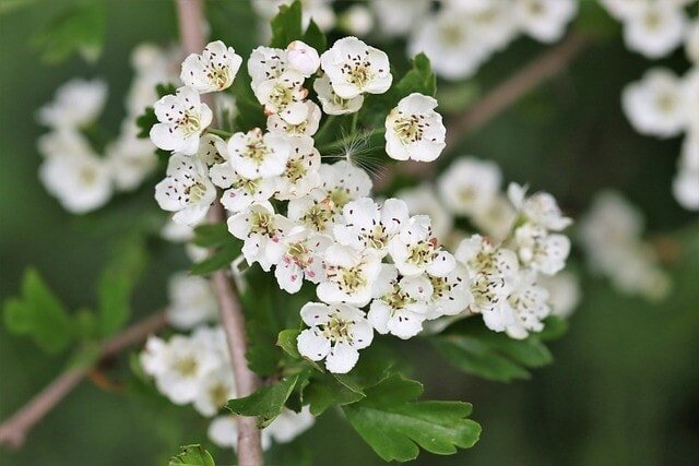 hawthorn flower 6281779 640