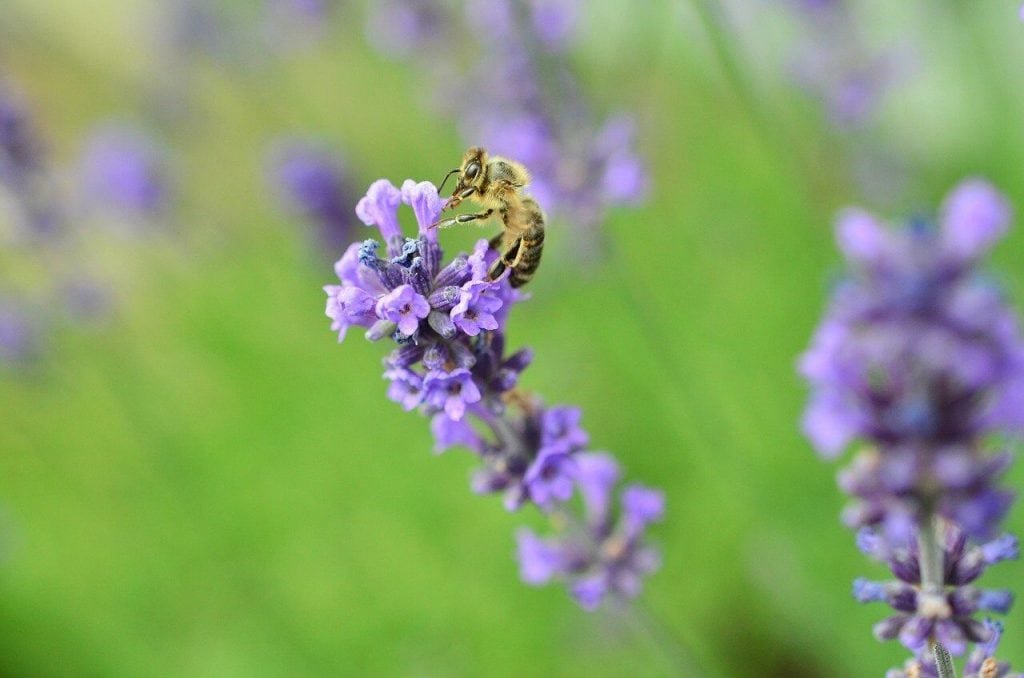 lavender 823546 1280