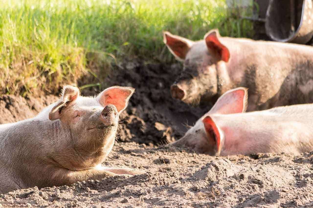 Schweine suhlen sich im Dreck in Freilandhaltung