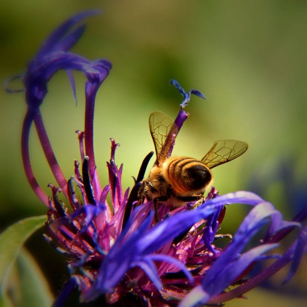 Wildbienen