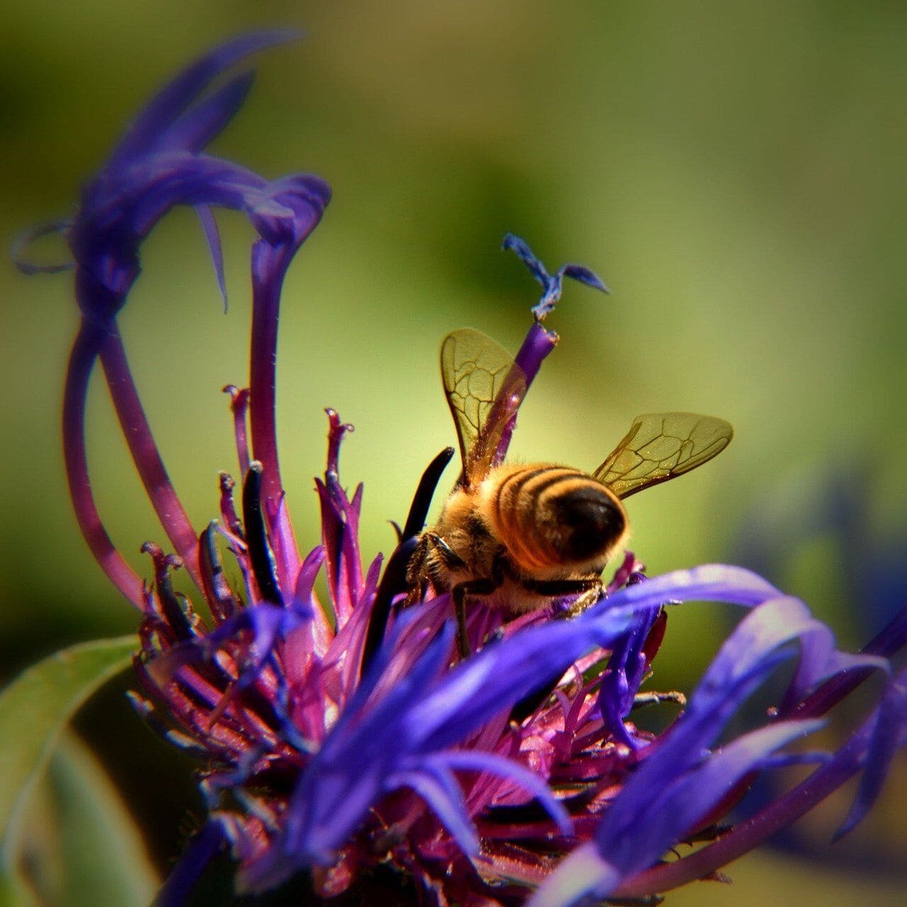 Wildbienen