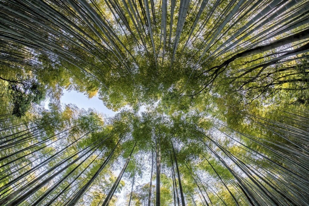 bamboo 1886974 1920
