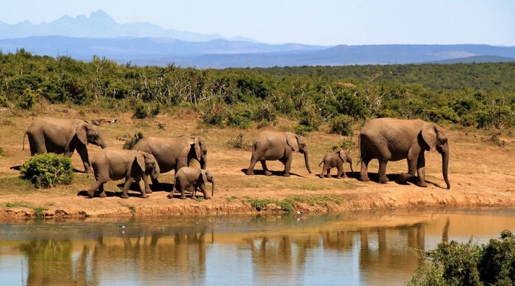 elephants 279505 1920