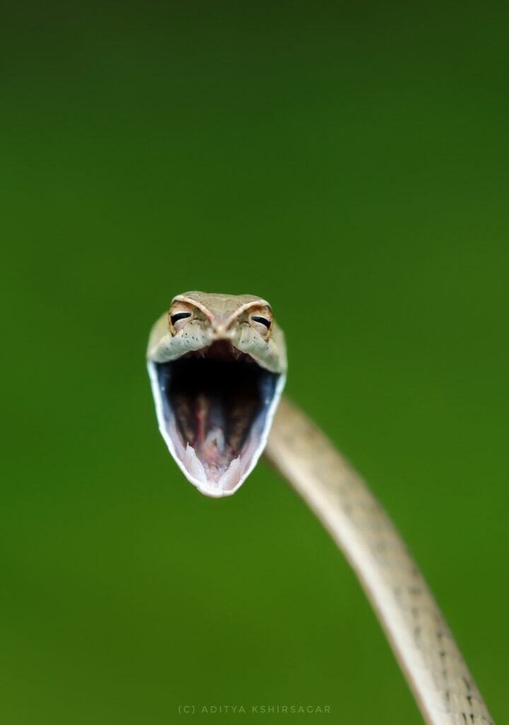 Schlange reißt Maul auf The Comedy Wildlife Schlange reißt Maul auf The Comedy Wildlife