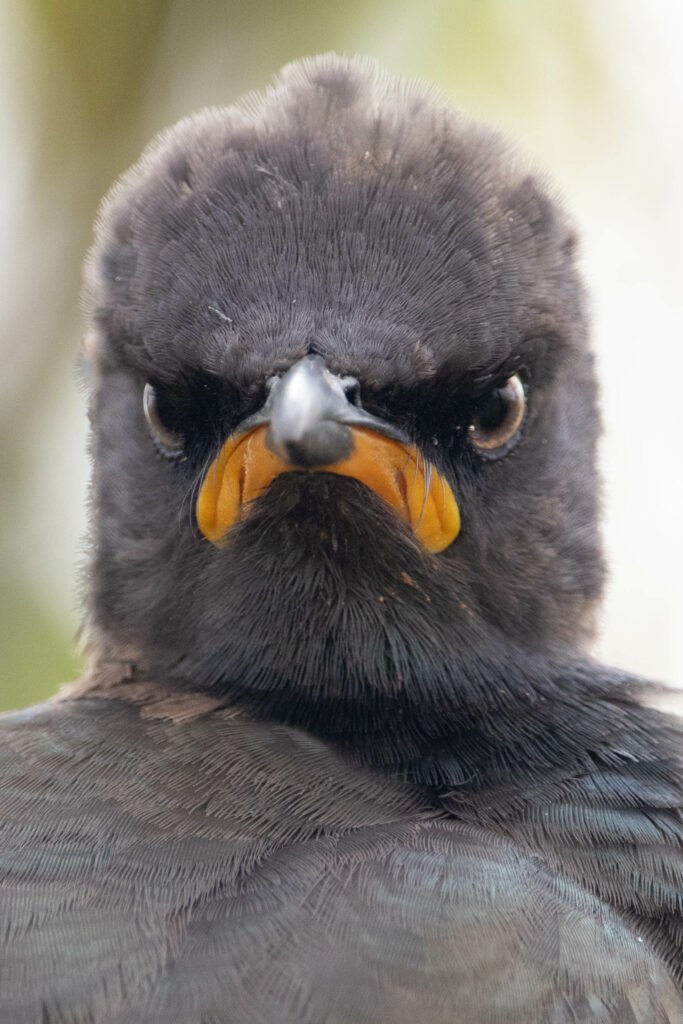 grimmiger Vogel The Comedy Wildlife
