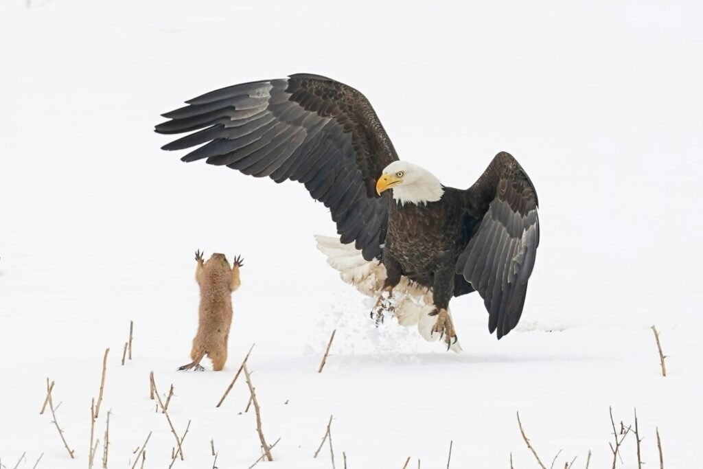 Präriehund hebt die Arme vor Adler The Comedy Wildlife