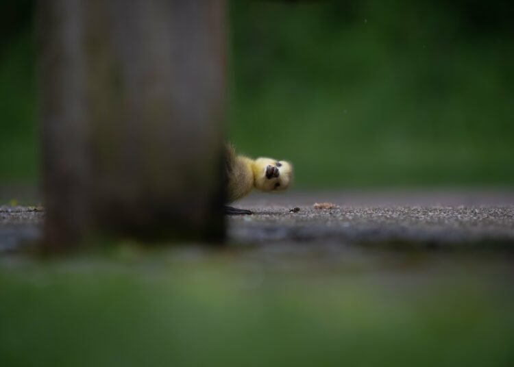 Entenbaby schaut hinter einem Baum hervor
