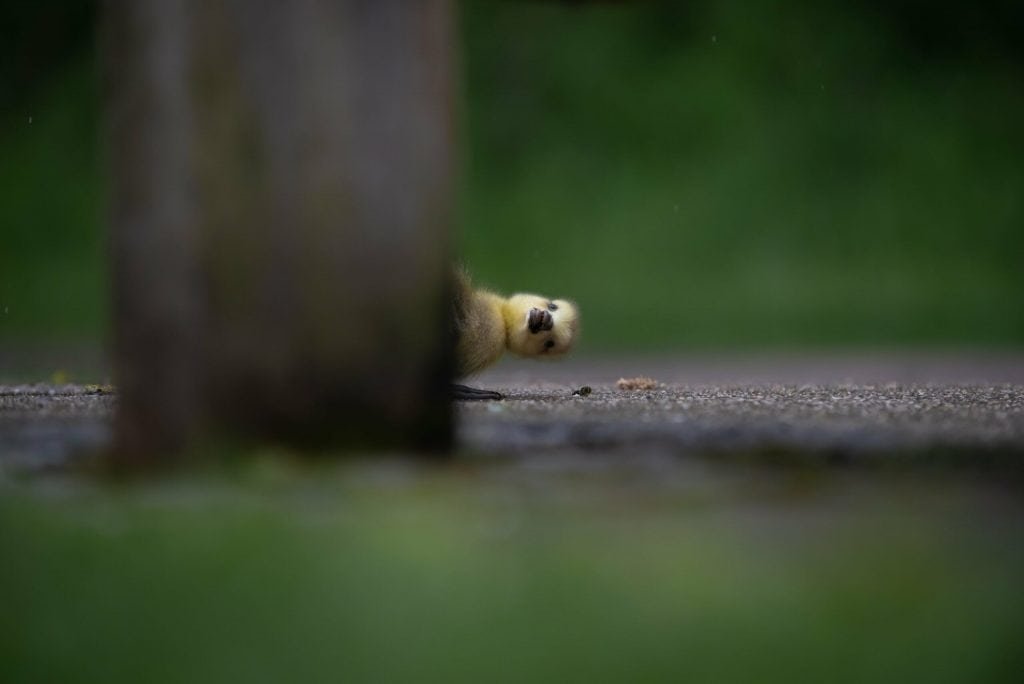 Entenbaby schaut hinter einem Baum hervor