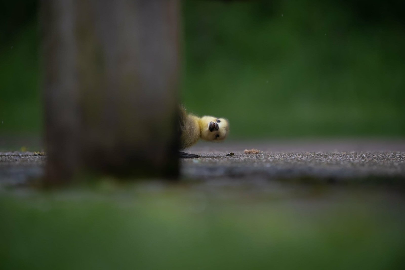 Comedy Wildlife kürt die witzigsten Tierfotografien 2021