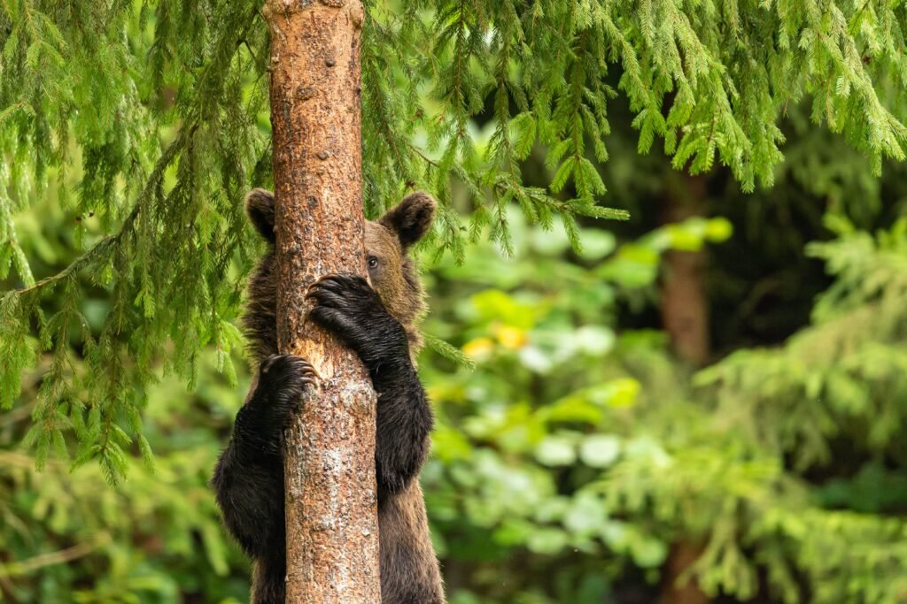 Bär versteckt sich hinter Baum The Comedy Wildlife Bär versteckt sich hinter Baum The Comedy Wildlife