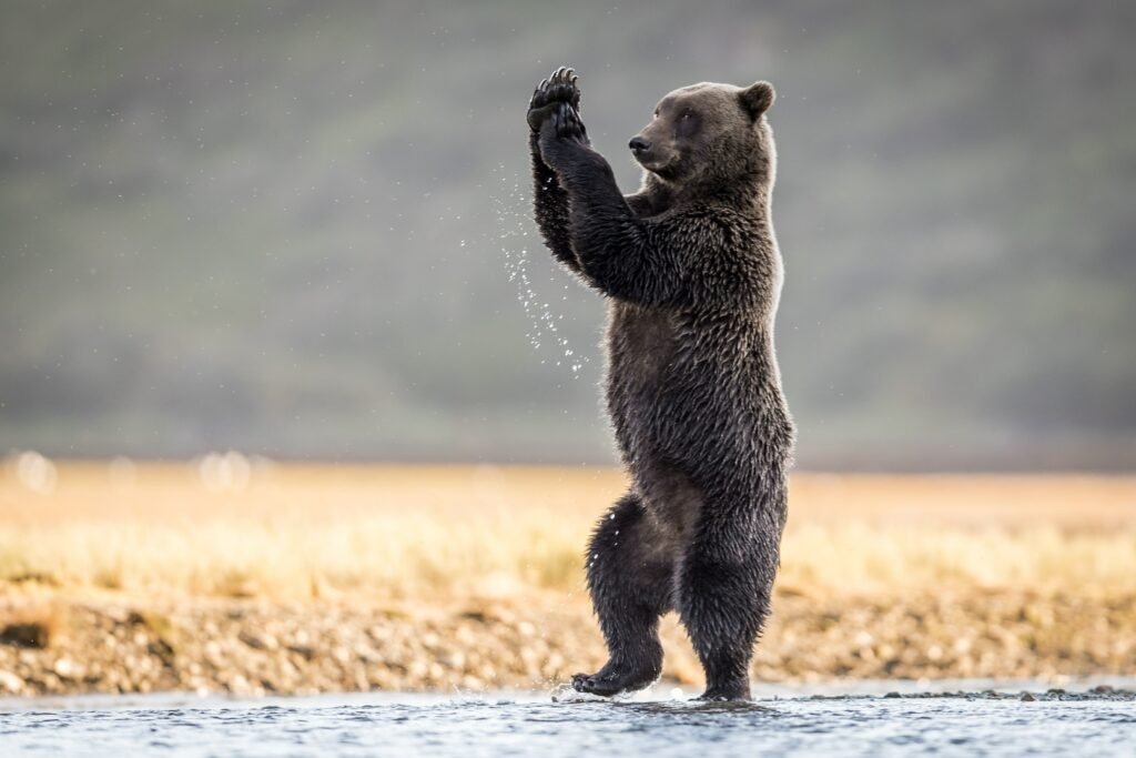 tanzender Bär The Comedy Wildlife