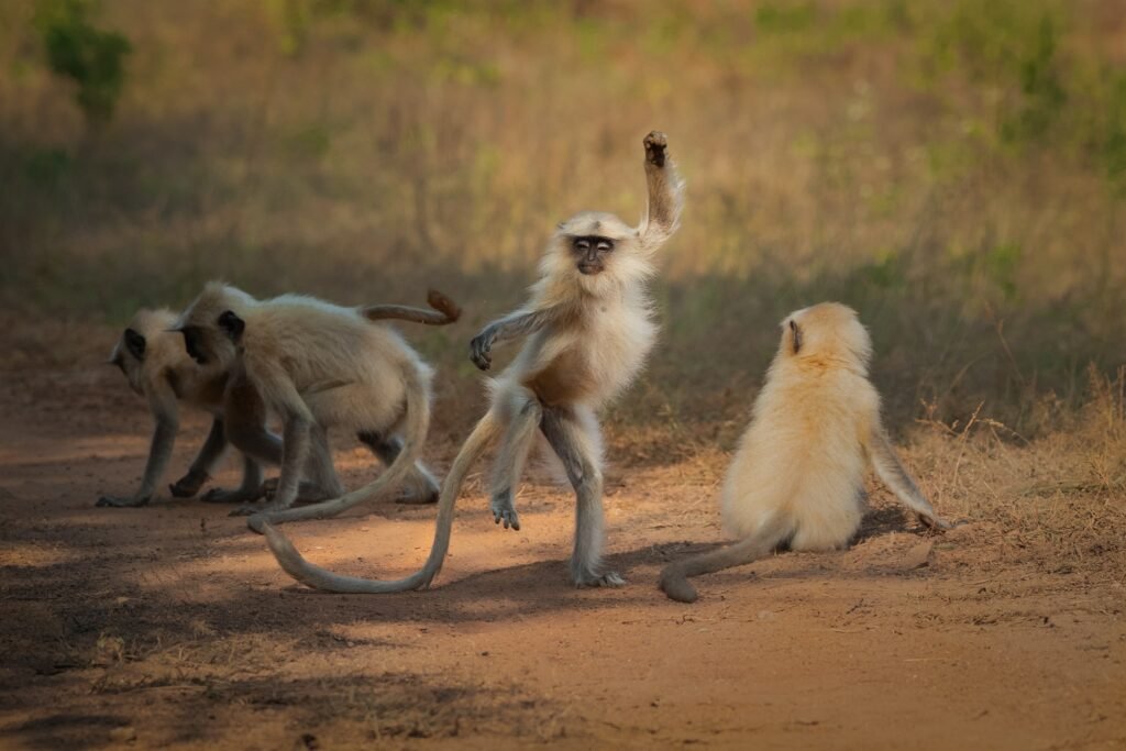 tanzender Affe The Comedy Wildlife tanzender Affe The Comedy Wildlife