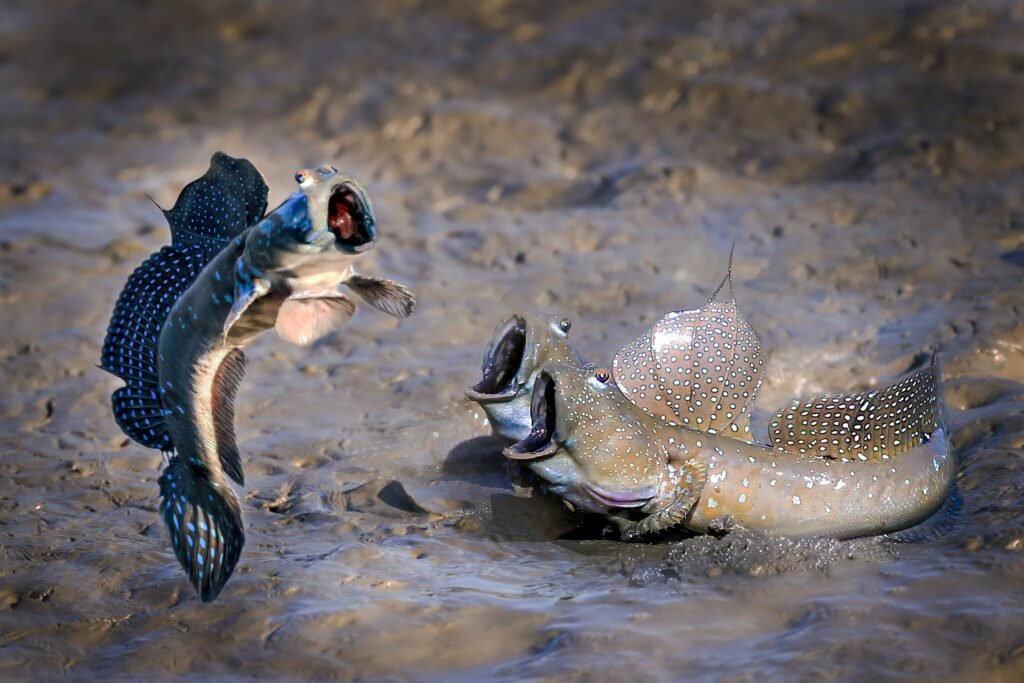 Fische mit weit offenem Maul The Comedy Wildlife Fische mit weit offenem Maul The Comedy Wildlife