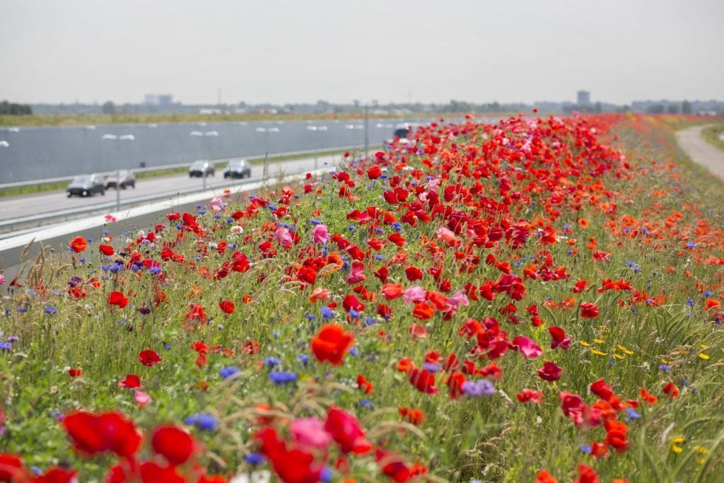 Honey Highway, Blumenwiese an Autobahn