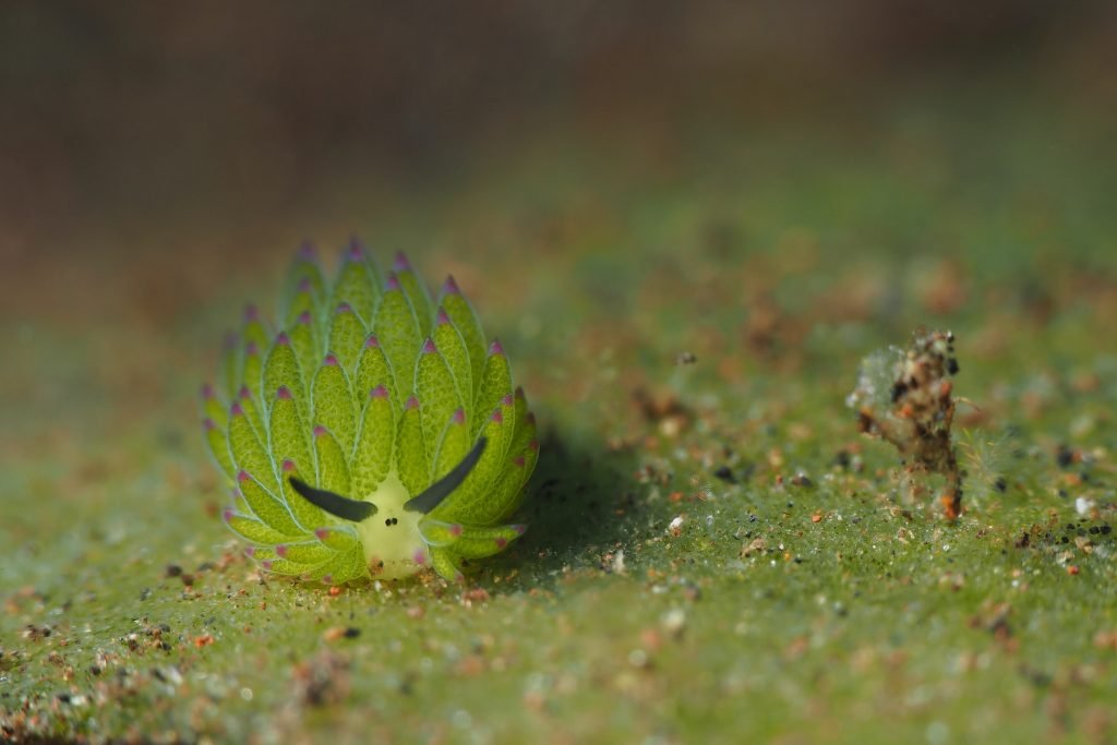 costasiella kuroshimae titelbild