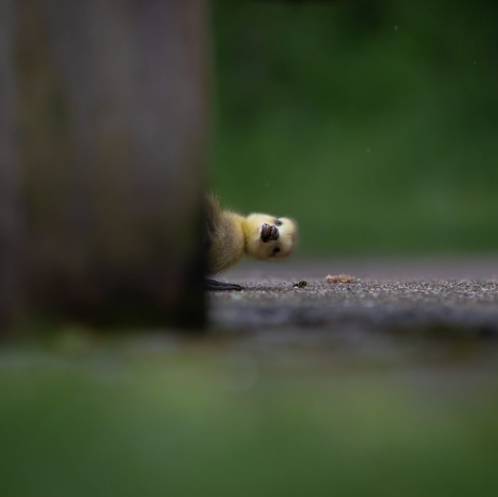 Charlie Page Peekaboo 00004302 edited