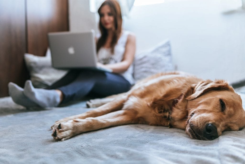 Mentale Gesundheit - Tiere