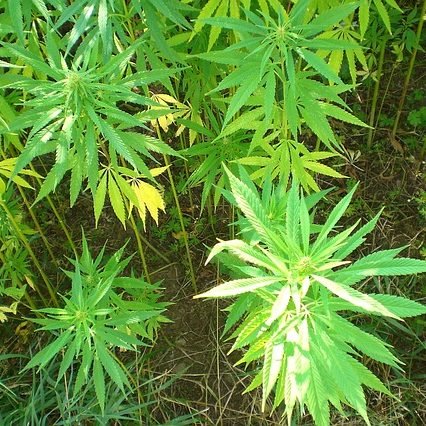 cannabis gdb4e217c1 640 1 edited