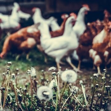 chicken gf2e46ddfe 640 1 edited