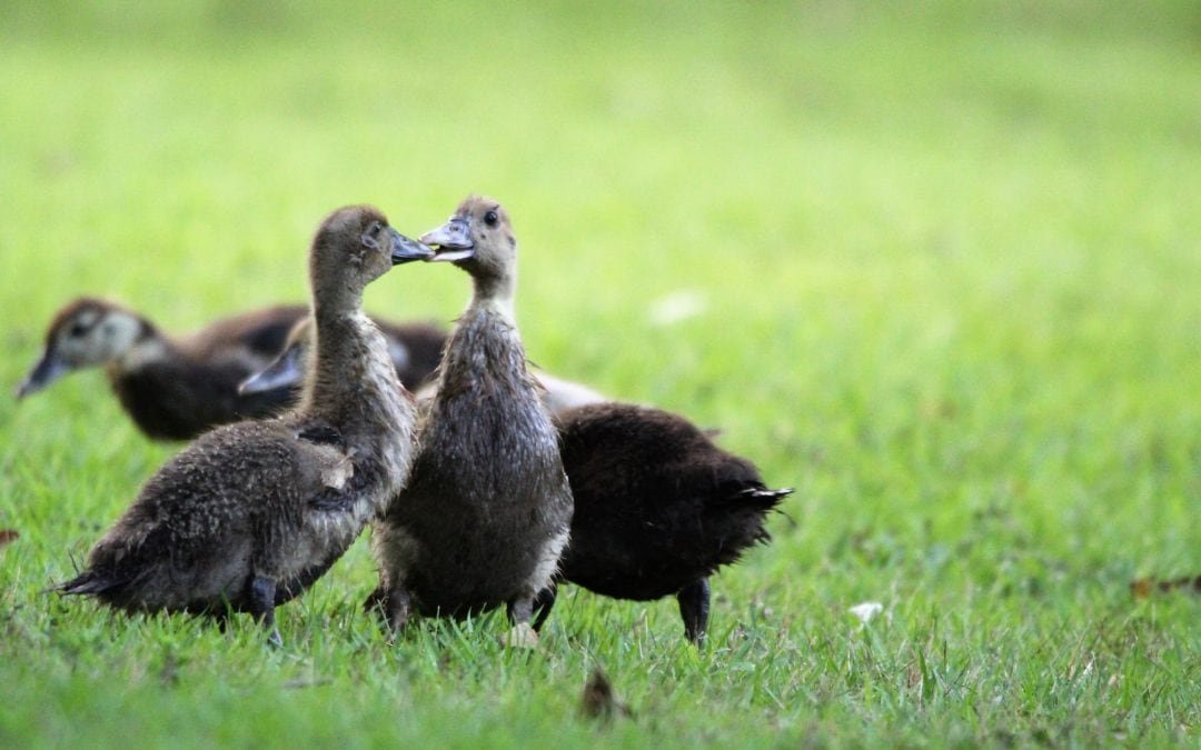 Mit Enten zur nachhaltigen und kostengünstigen Reisproduktion