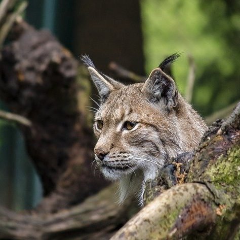 lynx gead4ecbbd 640 1 edited