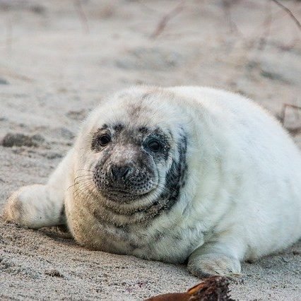 seal g5695b73a1 640 1 edited