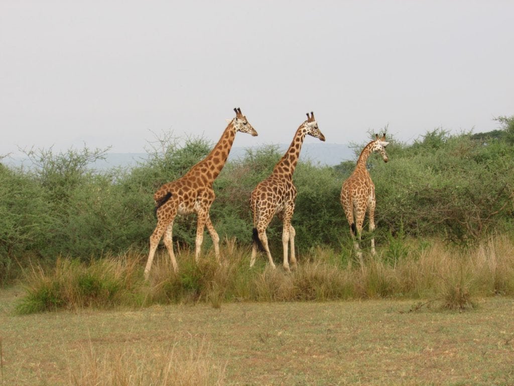 Das Bild zeigt drei Giraffen in freier Wildbahn.