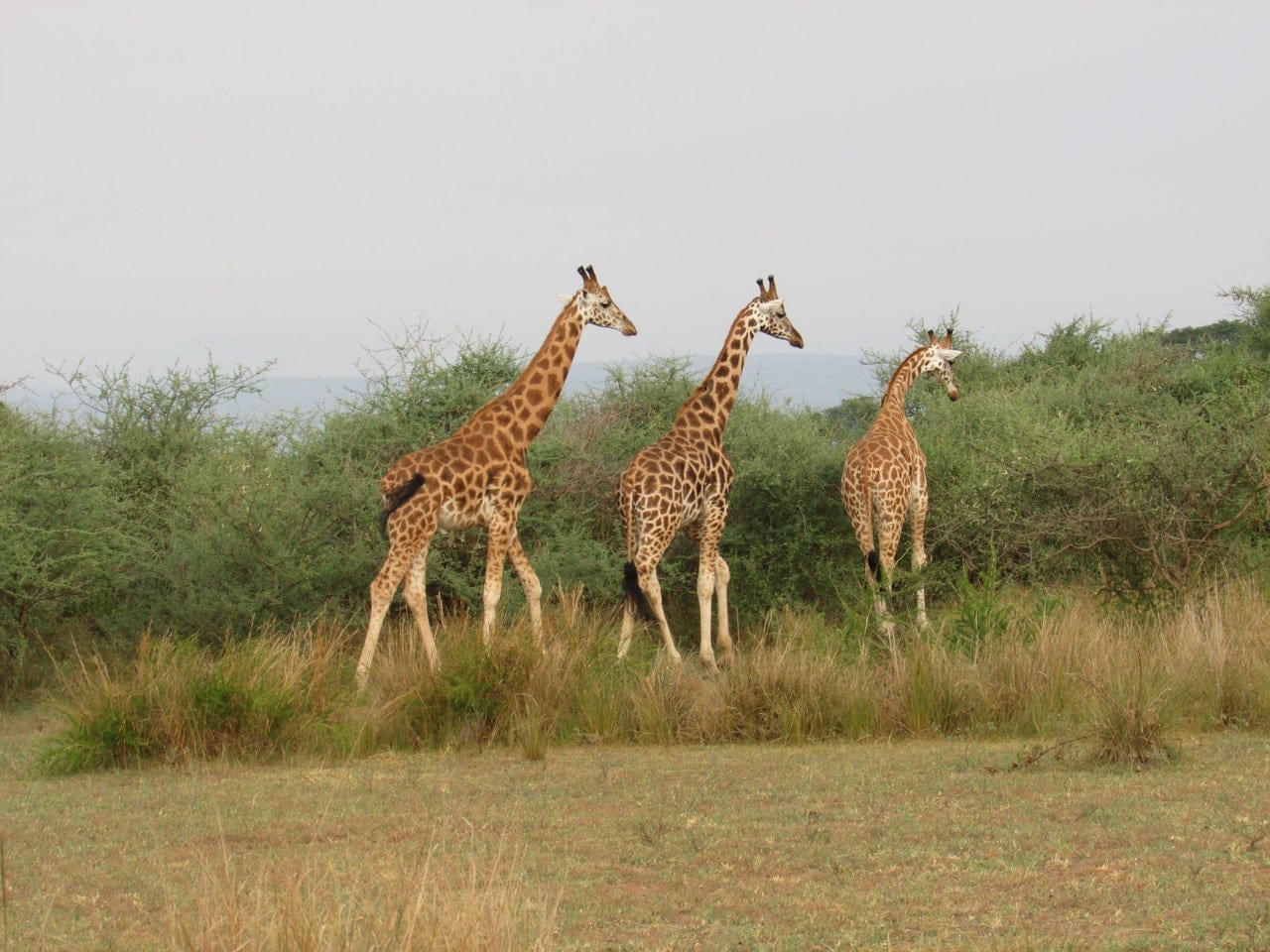 Das Bild zeigt drei Giraffen in freier Wildbahn.