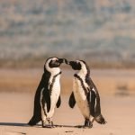 Pinguin