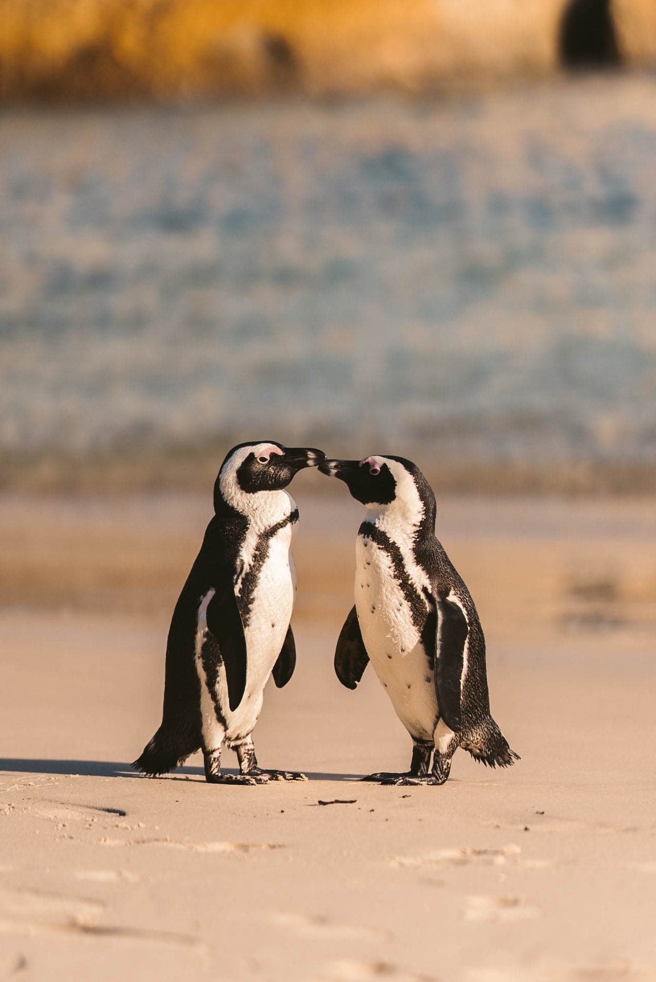 Pinguin