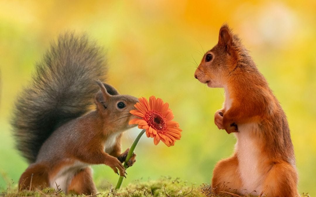 So habt ihr Eichhörnchen noch nie gesehen