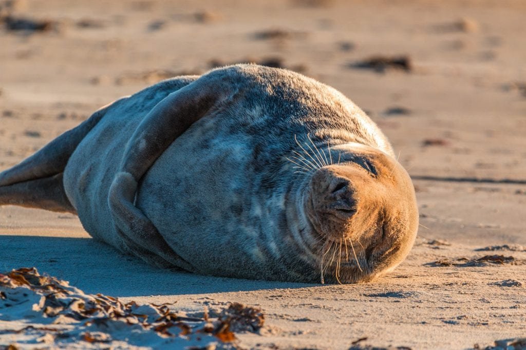 Tierpopulationen steigen: Die Kegelrobbe verzeichnet 2022 erneut einen Geburtenrekord