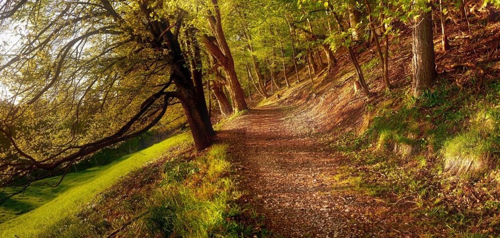 Weltglückstag - Wald - Pixabay fietzfotos