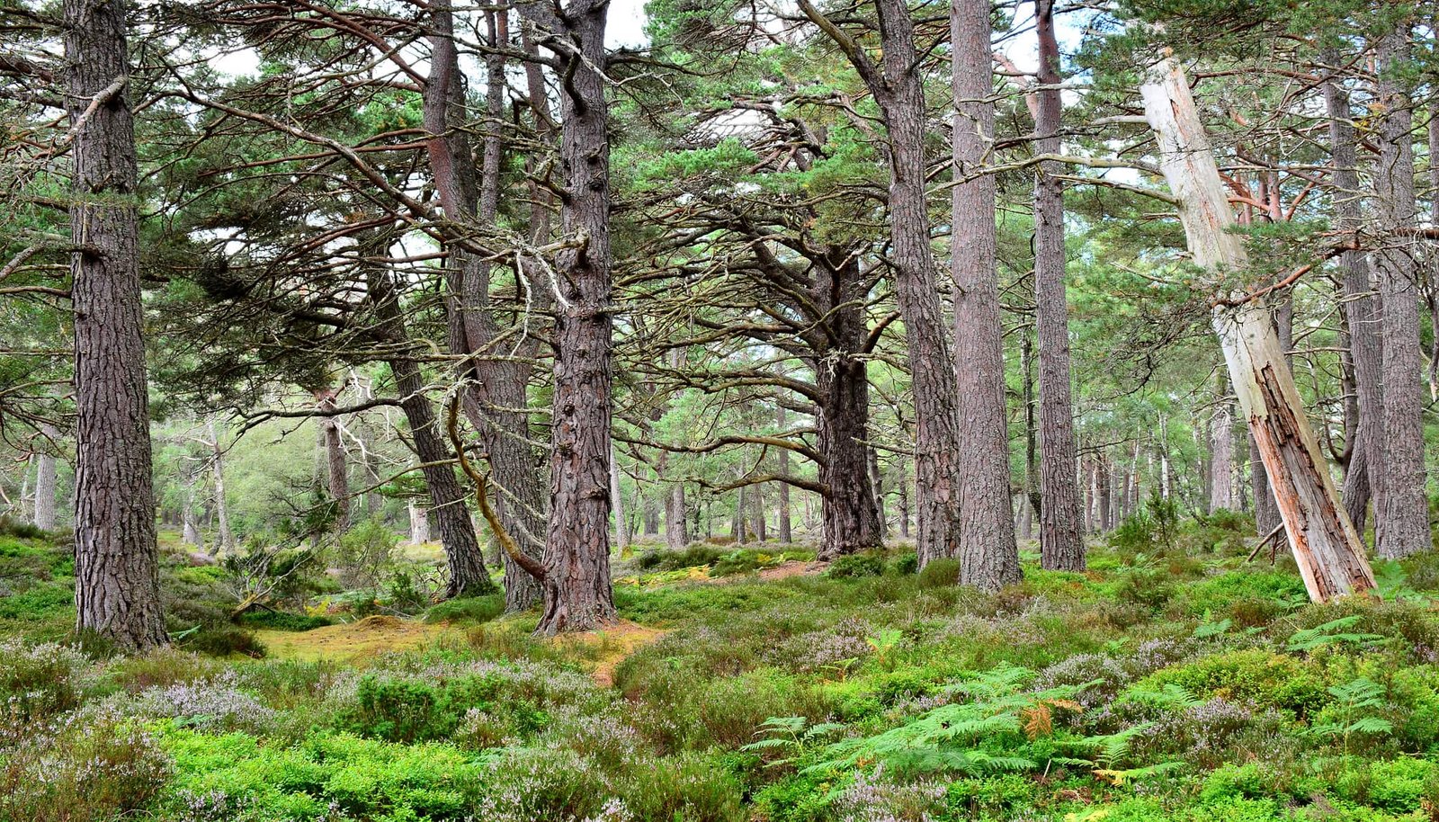 Die Rückkehr des Waldes in Schottland.