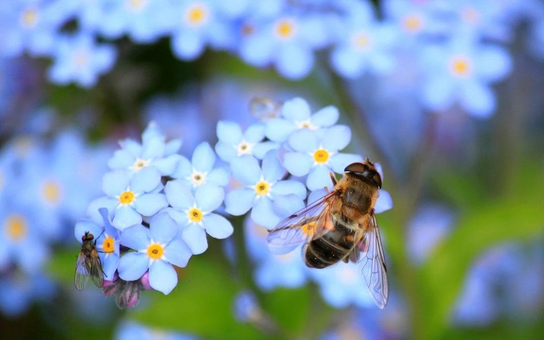 Miniwiesen im Garten oder an der Straße helfen Bestäubern