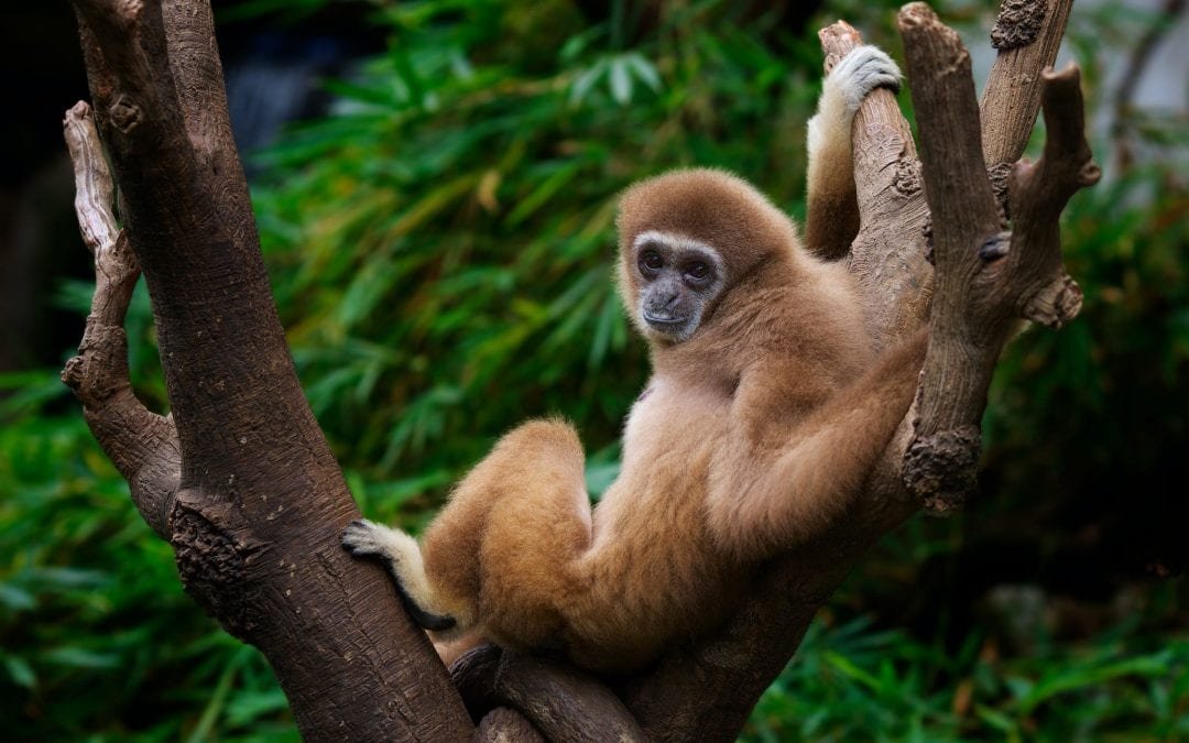 Höchstes Gericht in Ecuador gibt Wildtieren individuelle Rechte