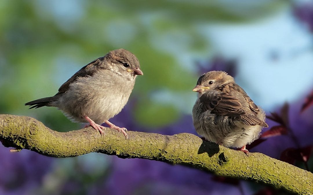 Vogelgezwitscher kann Stress und geistige Müdigkeit lindern